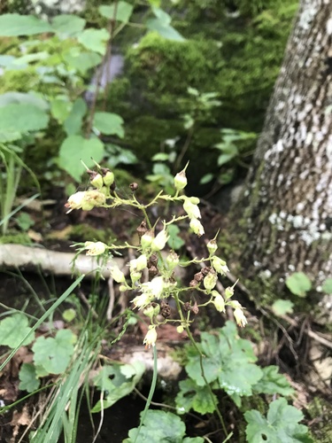 White alumroot (Heuchera alba)