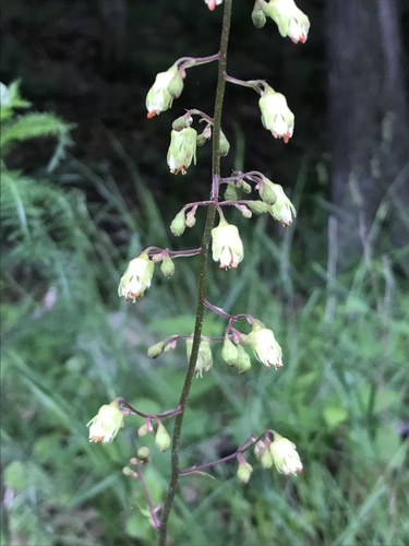 White alumroot (Heuchera alba)