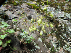 White alumroot (Heuchera alba)