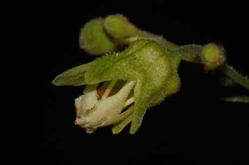 White alumroot (Heuchera alba)
