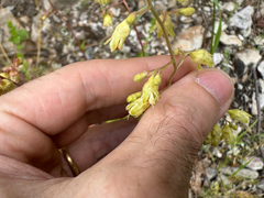 White alumroot (Heuchera alba)