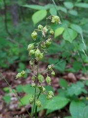 White alumroot (Heuchera alba)
