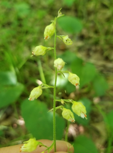 White alumroot (Heuchera alba)