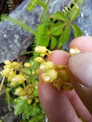 White alumroot (Heuchera alba)