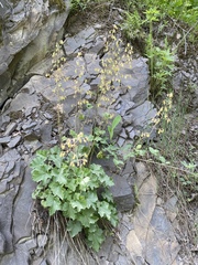 White alumroot (Heuchera alba)