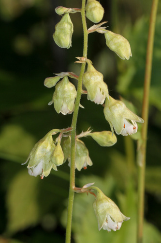 White alumroot (Heuchera alba)