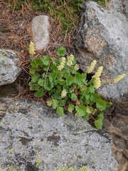 Bracted alumroot (Heuchera bracteata)