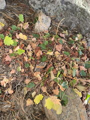 Bracted alumroot (Heuchera bracteata)