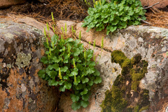 Bracted alumroot (Heuchera bracteata)