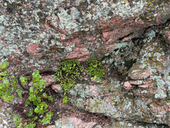 Bracted alumroot (Heuchera bracteata)