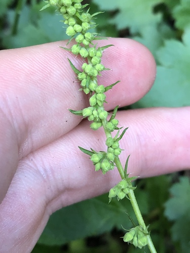 Bracted alumroot (Heuchera bracteata)