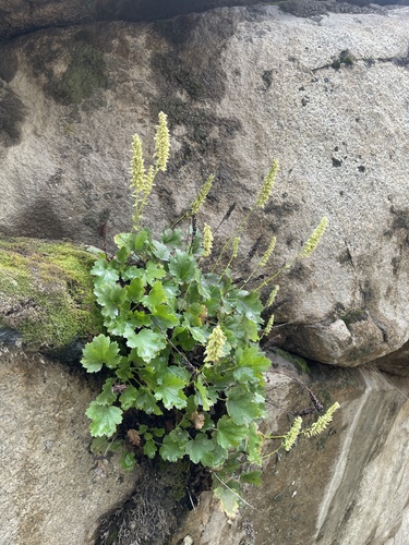 Bracted alumroot (Heuchera bracteata)