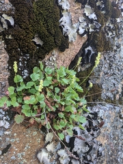 Bracted alumroot (Heuchera bracteata)