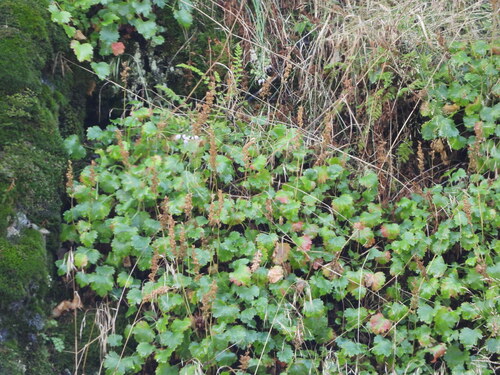 Bracted alumroot (Heuchera bracteata)