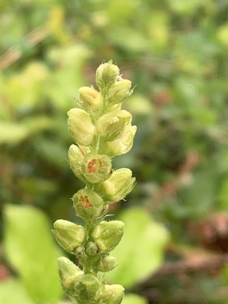 Tall alumroot (Heuchera chlorantha)