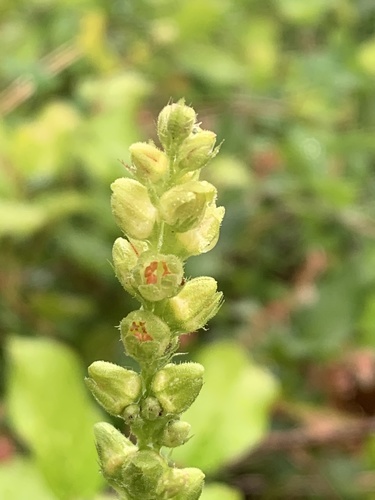 Tall alumroot (Heuchera chlorantha)