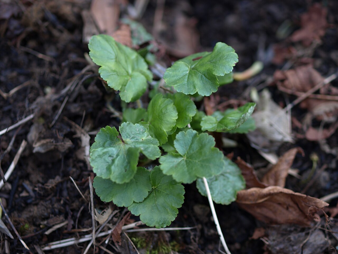 Tall alumroot: heuchera chlorantha in spring