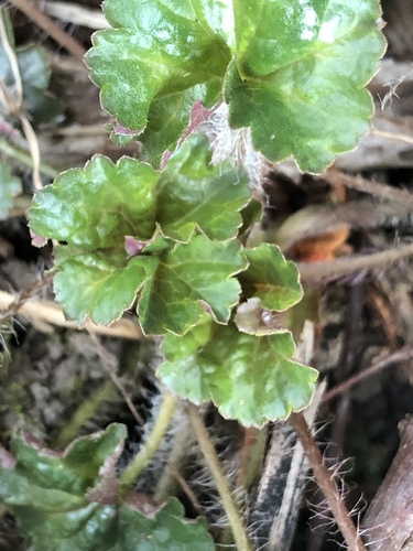 Tall alumroot (Heuchera chlorantha)