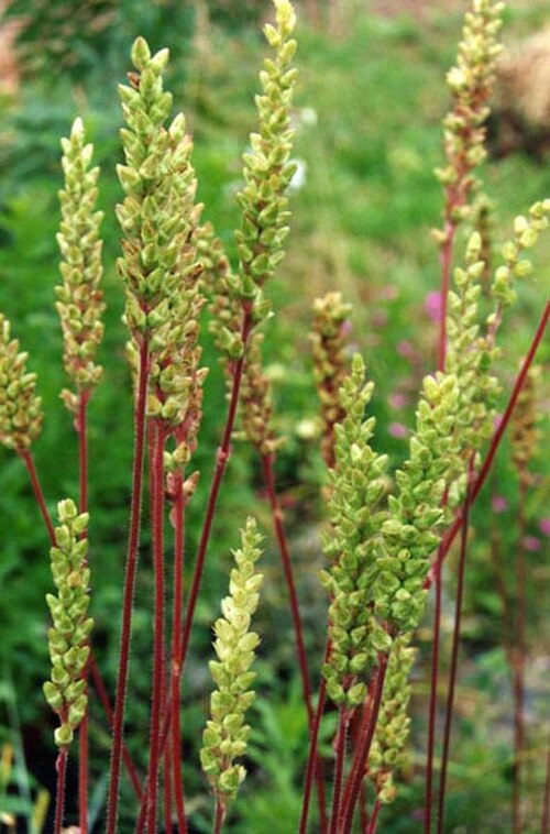 Tall alumroot: Heuchera chlorantha