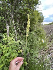 Tall alumroot (Heuchera chlorantha)