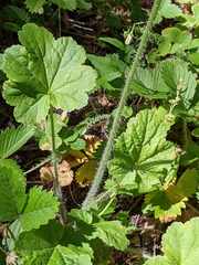 Tall alumroot (Heuchera chlorantha)