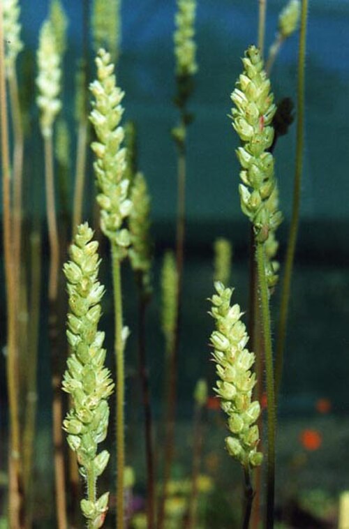 Tall alumroot: Heuchera chlorantha