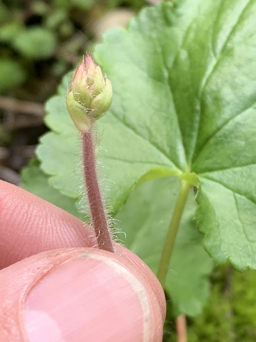 Tall alumroot (Heuchera chlorantha)
