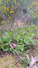 Tall alumroot (Heuchera chlorantha)
