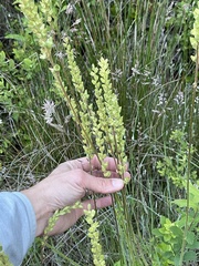 Tall alumroot (Heuchera chlorantha)