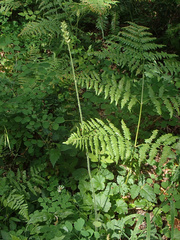 Tall alumroot (Heuchera chlorantha)