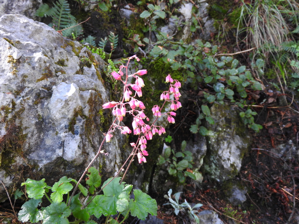 Heuchera folkii (Heuchera folkii)