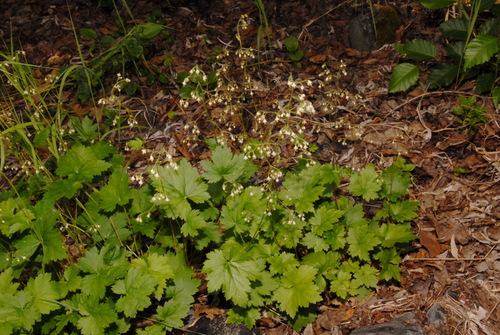 Alpine heuchera (Heuchera glabra)