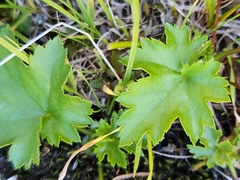 Alpine heuchera (Heuchera glabra)