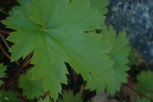 Alpine heuchera (Heuchera glabra)
