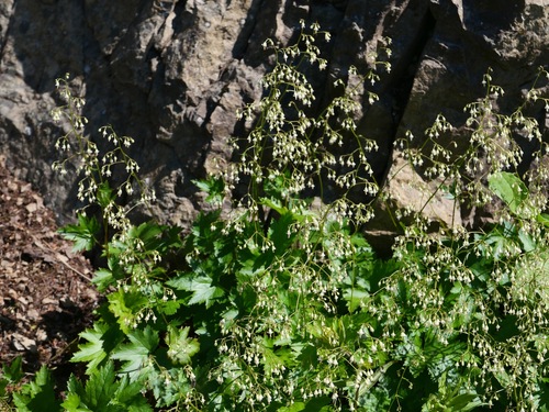 Alpine heuchera (Heuchera glabra)