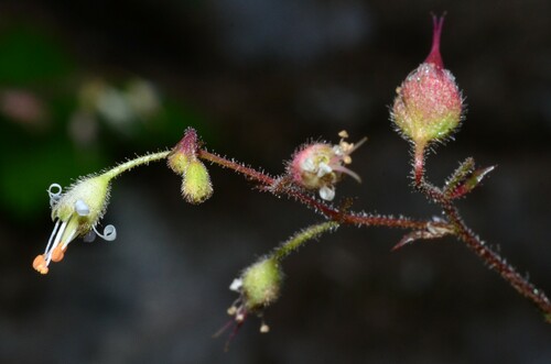 Alpine heuchera (Heuchera glabra)