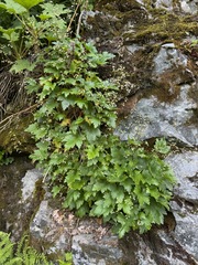 Alpine heuchera (Heuchera glabra)