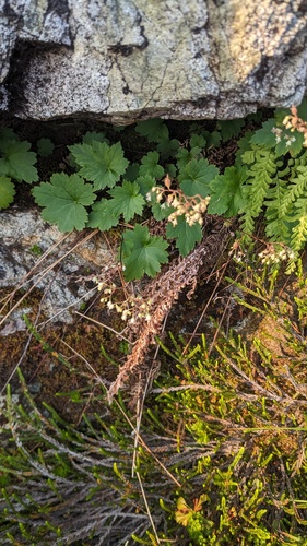 Alpine heuchera (Heuchera glabra)