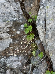 Alpine heuchera (Heuchera glabra)