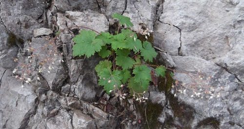 Alpine heuchera (Heuchera glabra)