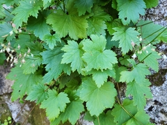 Alpine heuchera (Heuchera glabra)
