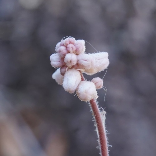 Chiricahua Mountain alumroot (Heuchera glomerulata)