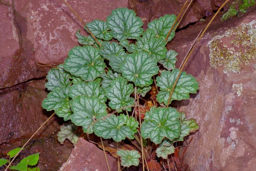 Chiricahua Mountain alumroot (Heuchera glomerulata)