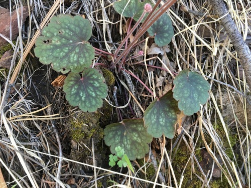 Chiricahua Mountain alumroot (Heuchera glomerulata)