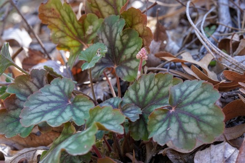 Chiricahua Mountain alumroot (Heuchera glomerulata)