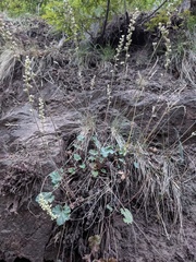 Chiricahua Mountain alumroot (Heuchera glomerulata)