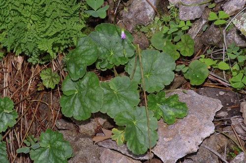 Chiricahua Mountain alumroot (Heuchera glomerulata)