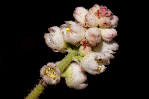 Chiricahua Mountain alumroot (Heuchera glomerulata)