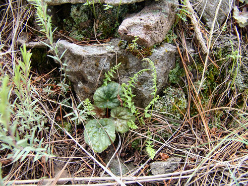 Chiricahua Mountain alumroot (Heuchera glomerulata)