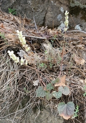 Chiricahua Mountain alumroot (Heuchera glomerulata)